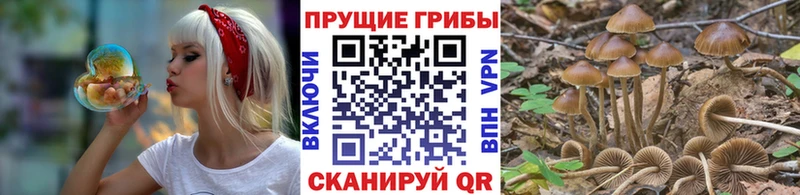 где можно купить   Новоаннинский  Галлюциногенные грибы Cubensis 